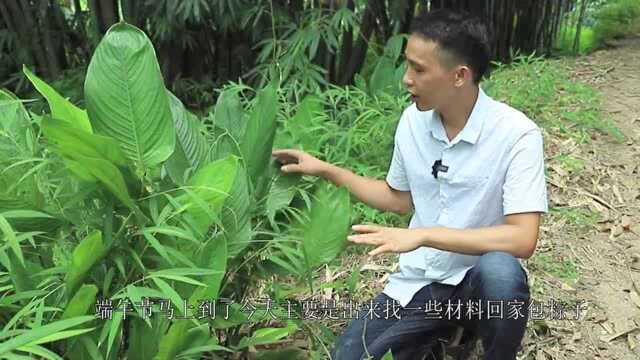 这种叶子,端午节到了就成宝,来晚了一片叶都不剩