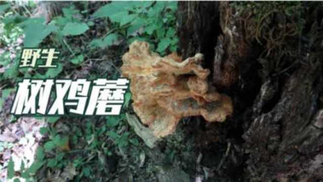 野遇树鸡蘑:东北著名野生食用菌,一朵能吃好几顿!