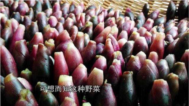 农村一种不起眼野菜,日本人称为“亚洲人参”,大量进口前景广阔