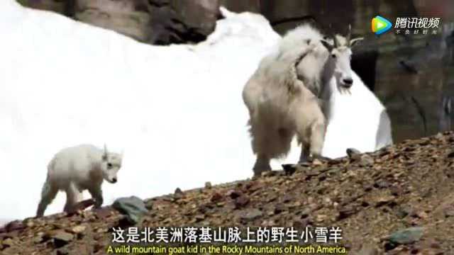 原来雪山上不仅只有雪豹,还有生活在3千米高山的可爱动物—雪羊