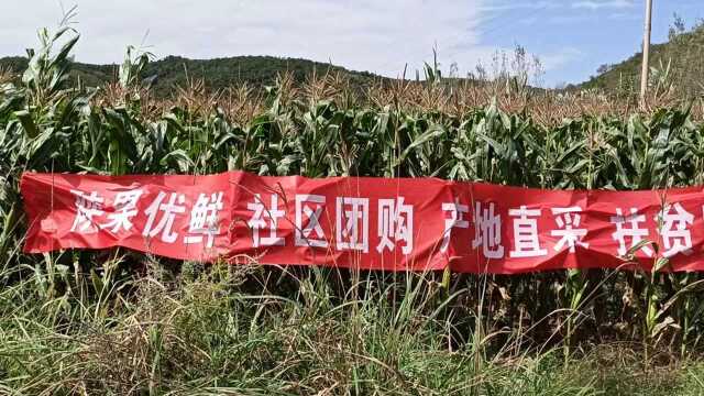 陕果优鲜社区团购南泥湾产地直采扶贫助农