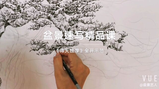 #盆景速写精品 《得天独厚》榕树盆景绘图过程