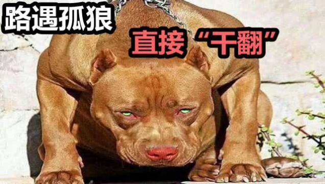 猛犬克星比特犬,比藏獒战斗力强,路遇孤狼直接“干翻”