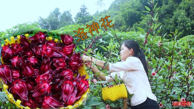 洛神花植物中的“补血果”,酸甜好吃的植物红宝石,你们见过吗?