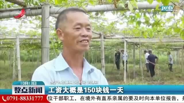 余干:百香果成贫困户的“致富果”