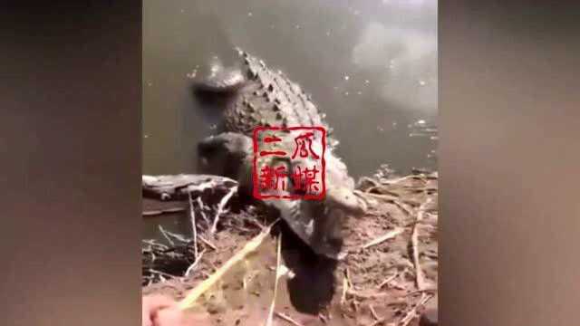 实拍墨西哥偷猎“鳄鱼”,两米长能带走吗?看完画面以后惊呆全网