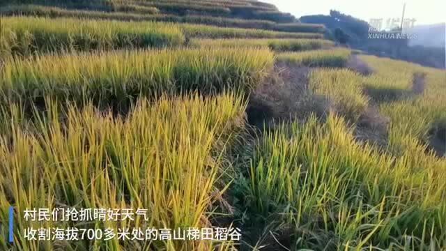 【“飞阅”中国】航拍江西万载:高山梯田稻穗黄