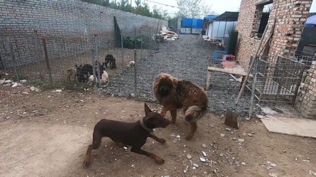 花猫不是纯种藏獒?花猫的主人说:我这狗没事不惹事,有事不怕事