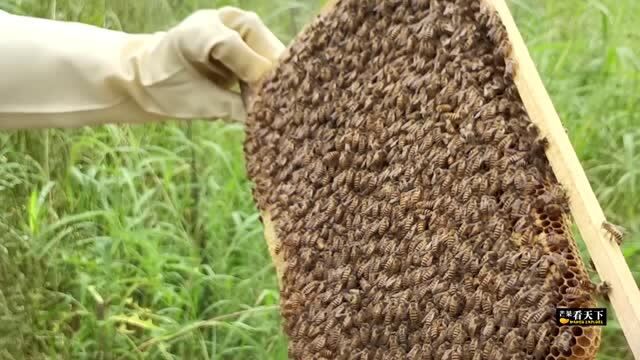 50岁大叔留守福建农村,独自饲养80箱蜂巢,库存200斤天然蜂蜜却滞销