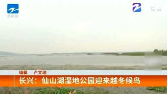 天高水阔! 长兴:仙山湖湿地公园迎来越冬候鸟