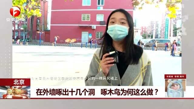 北京:在外墙啄出十几个洞 啄木鸟为何这么做?听听专家怎么说