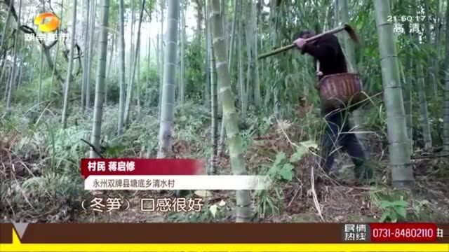 冬日美味!满山楠竹孕育幼嫩冬笋 “素食第一品”营养丰富!