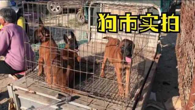 农村狗市实拍:爆红马犬泛滥成灾,最低只要300,大家看看值不值