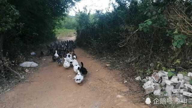 回家当鸭子王了