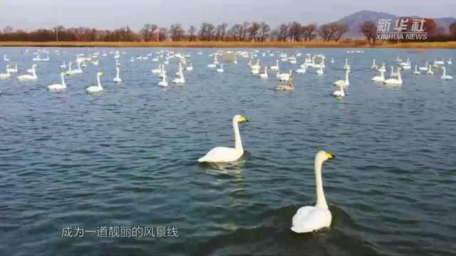 河北张家口涿鹿:桑干湿地 候鸟天堂