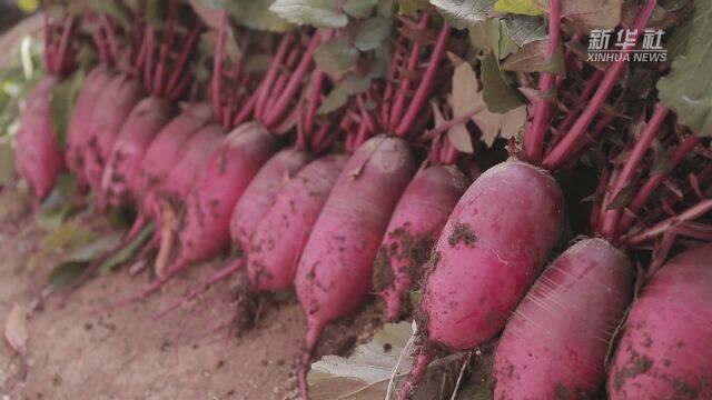 河北乐亭:“紫美人”萝卜走红网络助农增收