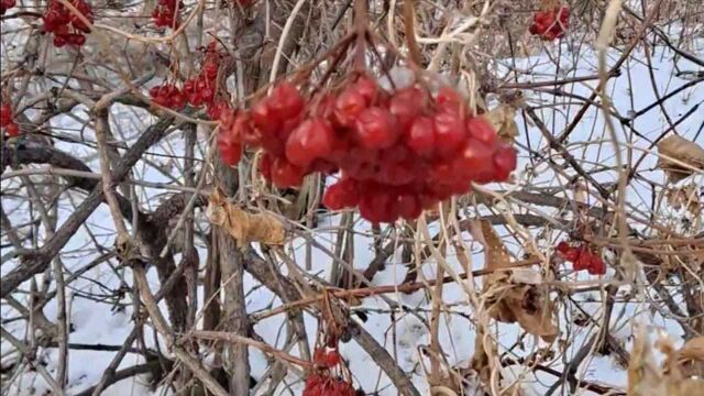 东北的“梅花”,山上的花楸果,寒雪中也是一道风景