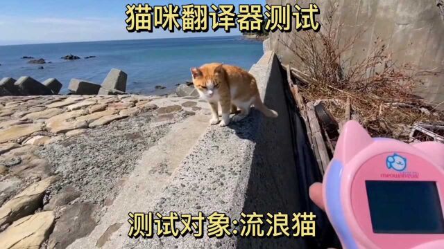 网友用流浪猫测试猫咪翻译器,通过采集猫叫声,看到猫咪真实表情