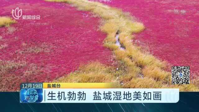 生机勃勃 盐城湿地美如画