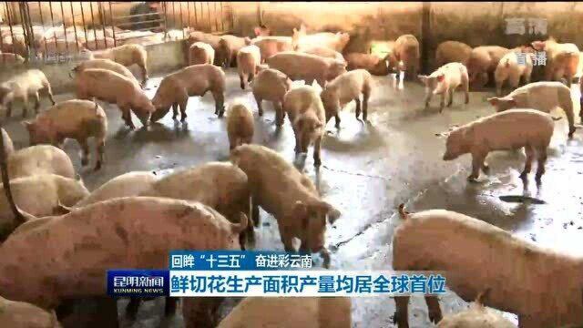 回眸“十三五” 奋进彩云南 高原特色现代农业系列发布会