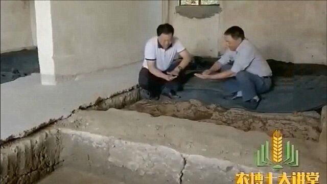 男子欲用沙藏法储存红豆杉种子,谁知一场大雨,让种子发霉