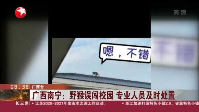 广西南宁:野猴误闯校园 专业人员及时处置