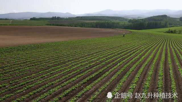 把土壤放大1000倍来分享什么是土壤肥力!土壤肥力如何增加!