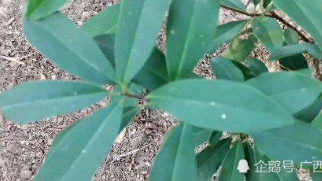 这种植物叫酸藤子,是一种中草药材,认识一下