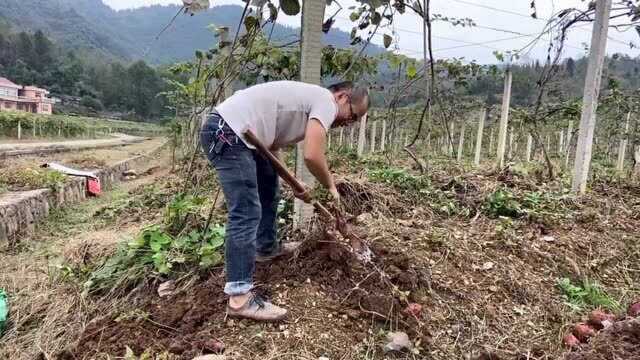 湖南农村,个大的红皮红薯,2毛钱1斤你觉得划算吗