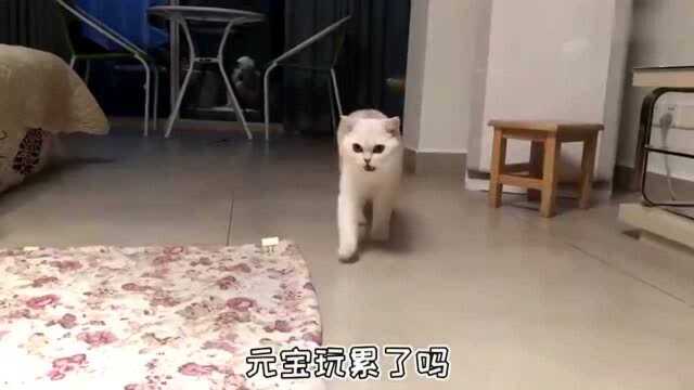 猫咪玩球累的像二哈,还露出两颗小虎牙