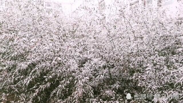 雪竹:冬季里的一道风景线