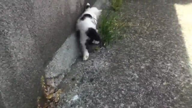 小野猫都被堵到角落里了就别想逃跑了还是乖乖跟我回家做喵主子吧