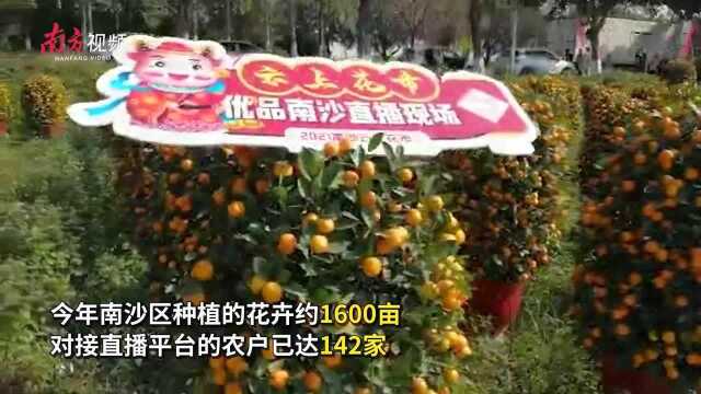 南沙“云端花市,喜迎新春”主题直播,打开线上花市云销售