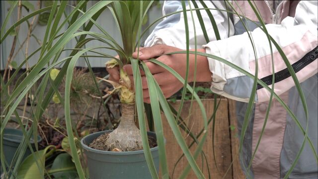 酒瓶兰掰一掰加一料,枝干猛拔高,“酒瓶子”长更大