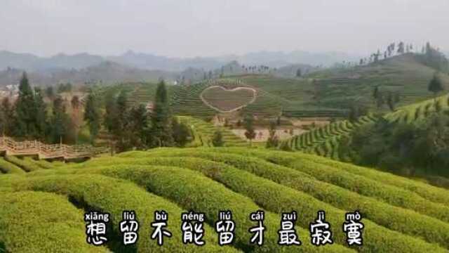 贵州锌硒茶文化