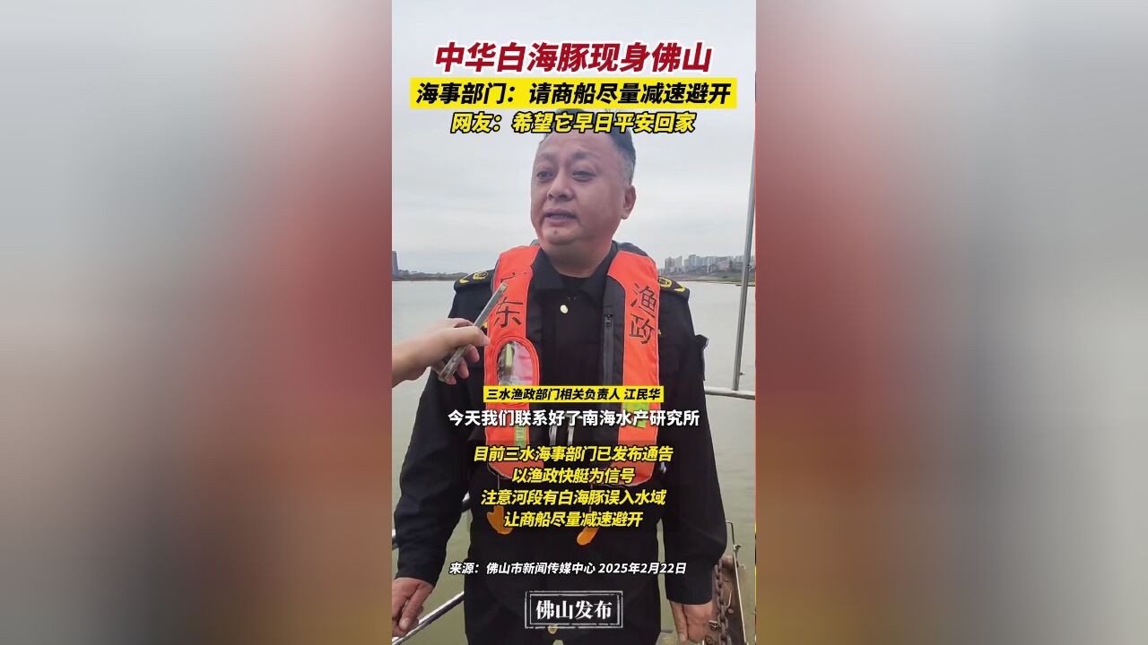 中华白海豚现身佛山,海事部门:请商船尽量减速避开,网友:希望它早日平安回家.编辑:林晓华责编:唐欣瑜素材