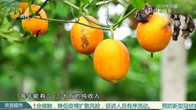 大哥种植吊瓜不走寻常路 一亩地竟能收入1000元 用的啥奇招?