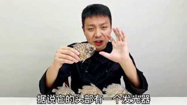 ”世界上最硬的老虎鱼“长相太奇怪了,不知道味道咋样?