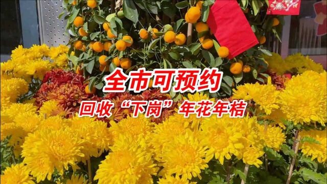 深圳可预约回收下岗年花年桔