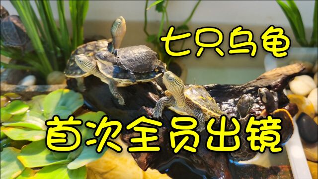 新买的圆澳、沼泽侧颈龟首次下水!7只龟龟和睦相处超治愈!太可爱了!