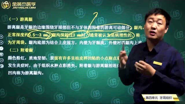 口腔医学综合01口腔组织病理学04元牙周组织01牙龈的分类及其作用