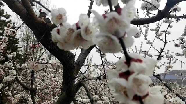 春暖花开,热心农村妇女介绍当地甜杏管理,张哥带的狗被美女嫌弃