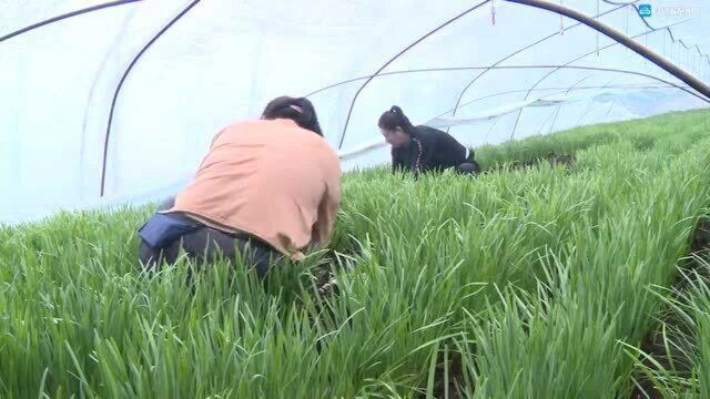 安图县龙林村:大棚韭菜年产值超百万 村民春季收获忙