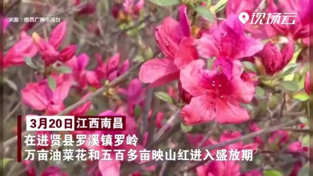 南昌进贤:油菜花映山红争奇斗艳