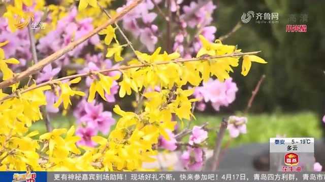 美!东营黄河尾闾春景好,德州坝上樱花烂漫,烟台湿地公园春正艳