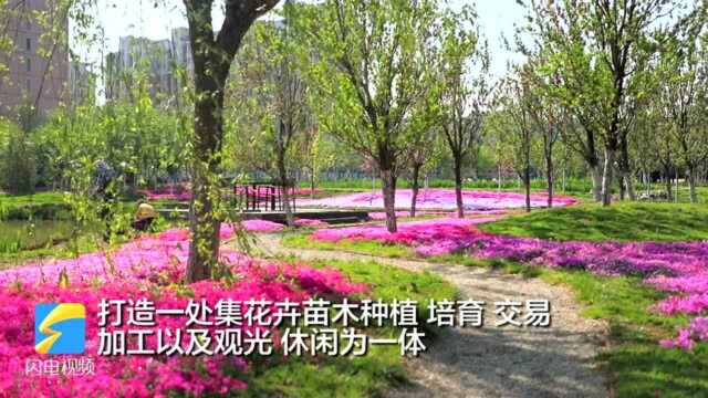 169秒丨陌上花开 可慢慢赏之!济南章丘花海中的浪漫之春请查收