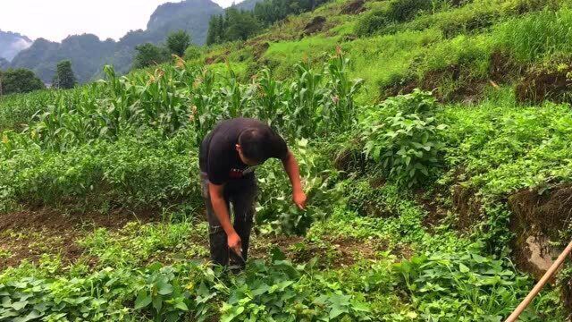 四川红薯原来是这样种的,红薯能结一大窝,方法很简单一起来学习一下吧!