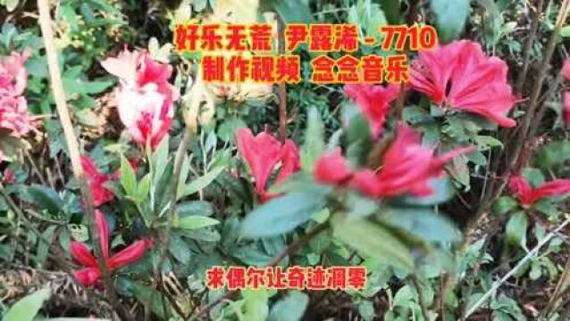 全网热歌榜一《7710》好乐无荒尹露浠