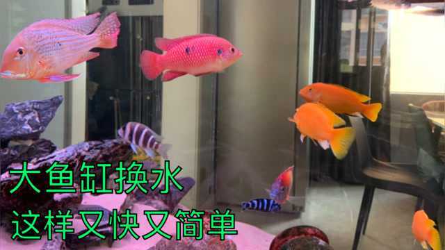 大鱼缸换水,这样才是又快又简单