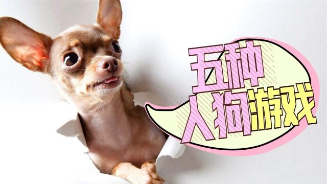 愉快又简单!训犬师推荐5种适合和狗狗玩的游戏 #萌宠百善乘着春风传递爱#